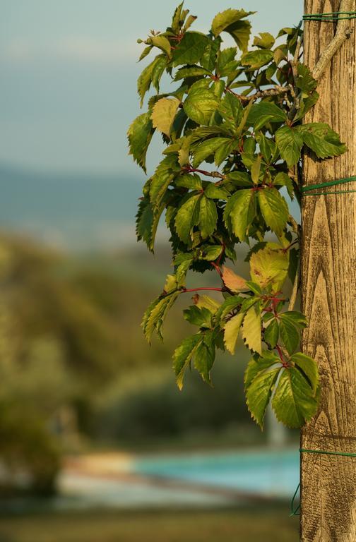Montecastelli Pisano Agriturismo San Nicolo מראה חיצוני תמונה