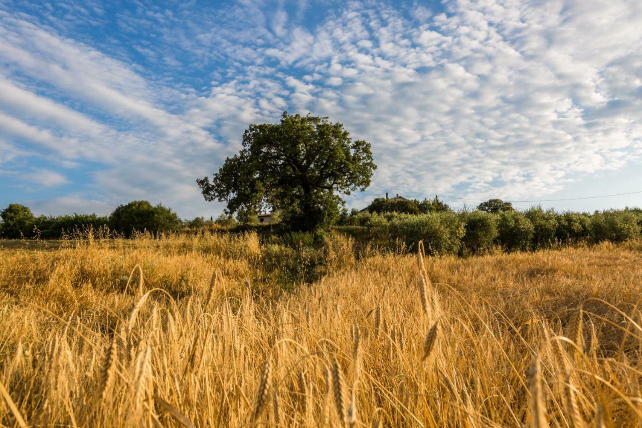 Montecastelli Pisano Agriturismo San Nicolo מראה חיצוני תמונה